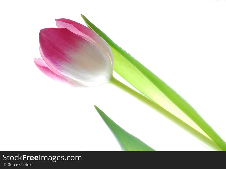 Pink tulip against white light box. Pink tulip against white light box