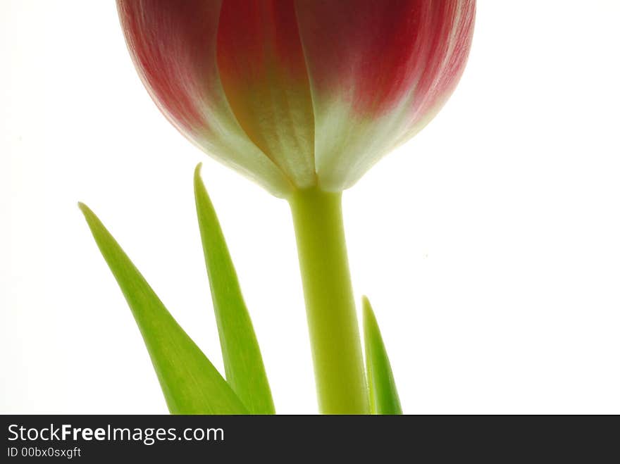 Close up of a red tulip