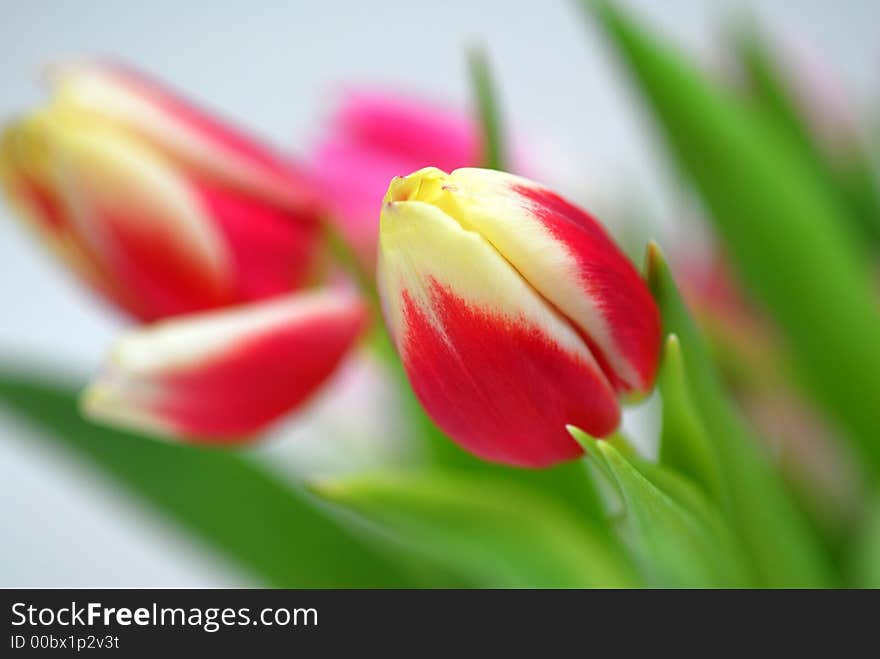 Red and yellow tulips with blur background. Red and yellow tulips with blur background