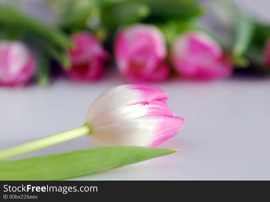 Pink tulips on white background. Pink tulips on white background