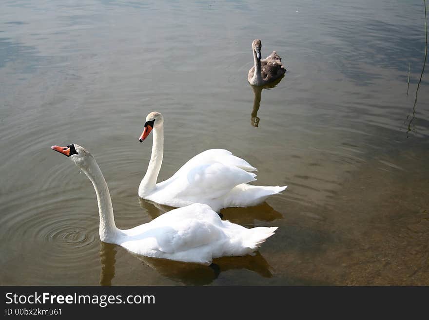 Swans  Family