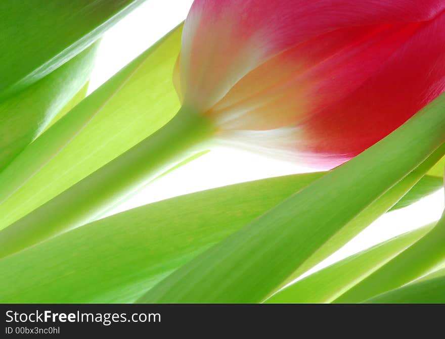 Close up of red tulip