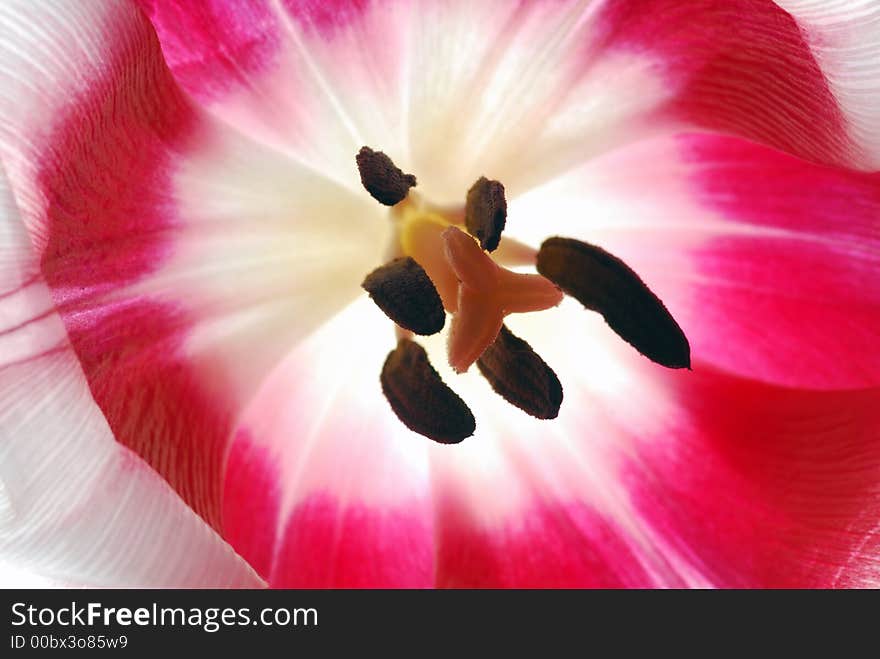 Close up of inside of a tulip