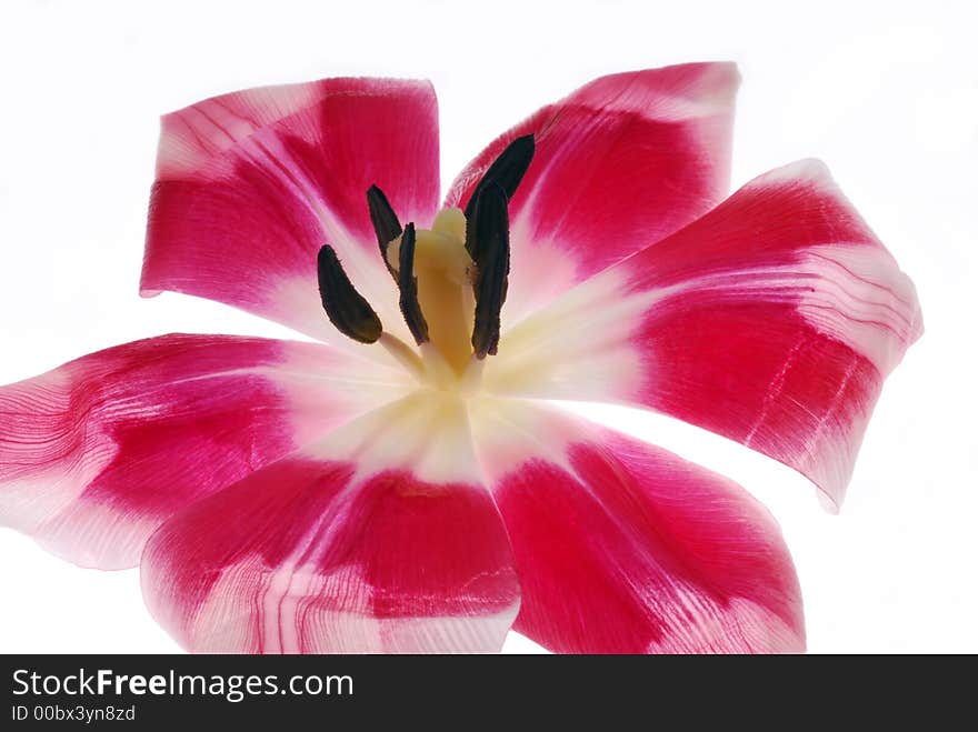 Close up of petals of red tulip