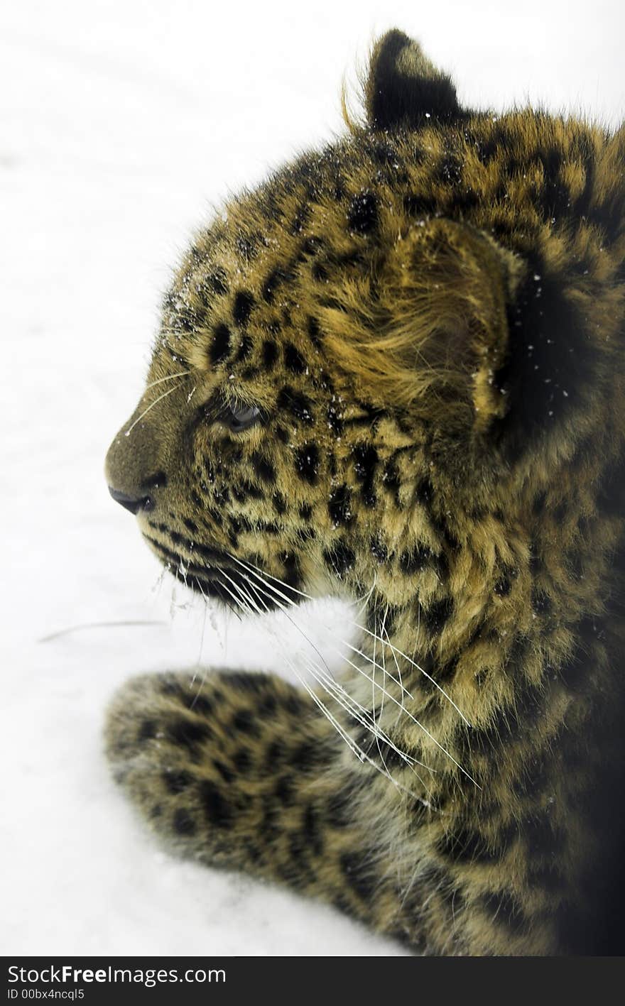 Leopard in winter on the snow looking straight. Leopard in winter on the snow looking straight