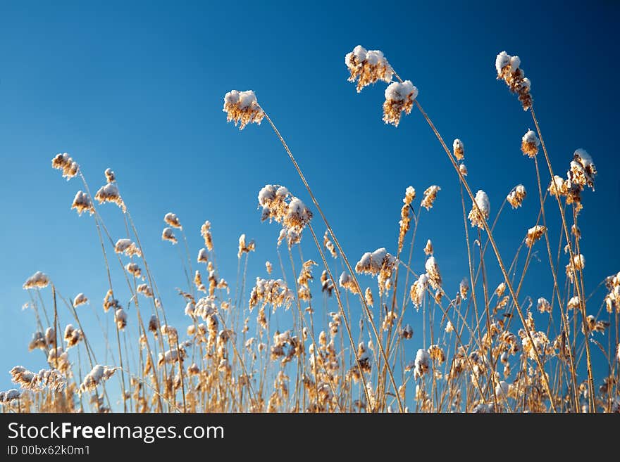 Frozen cane on a background of a sky. Frozen cane on a background of a sky