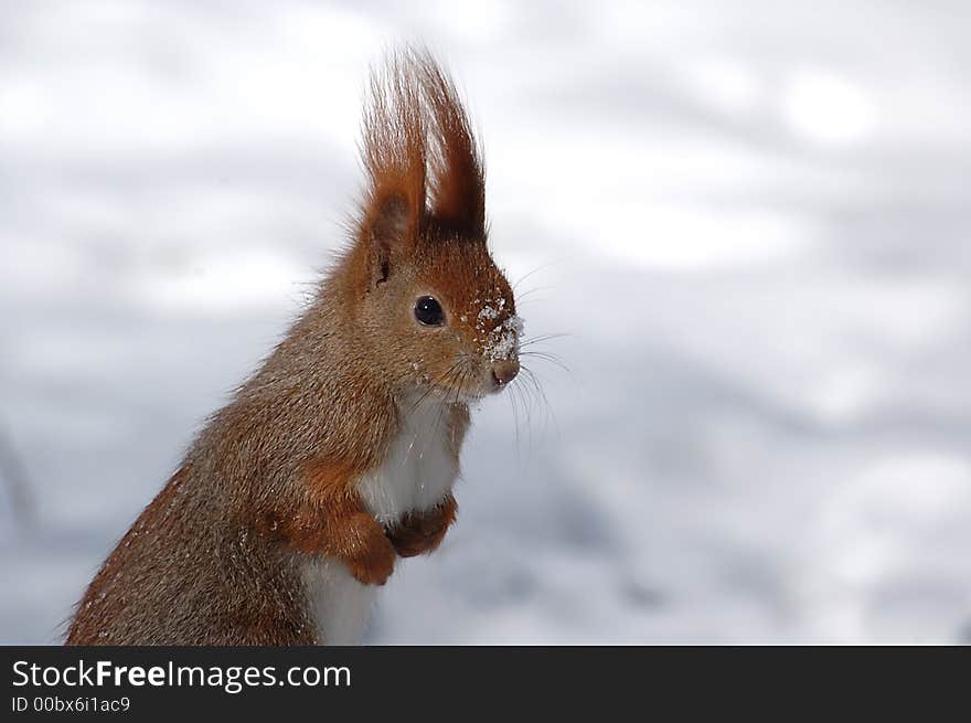 Animal; mammal; red; rodent; snow; squirrel; tuft; wait for; winter; eat snow; white;