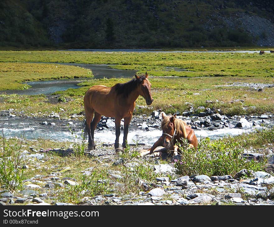 A pair of horses in a mountain meadow. A pair of horses in a mountain meadow