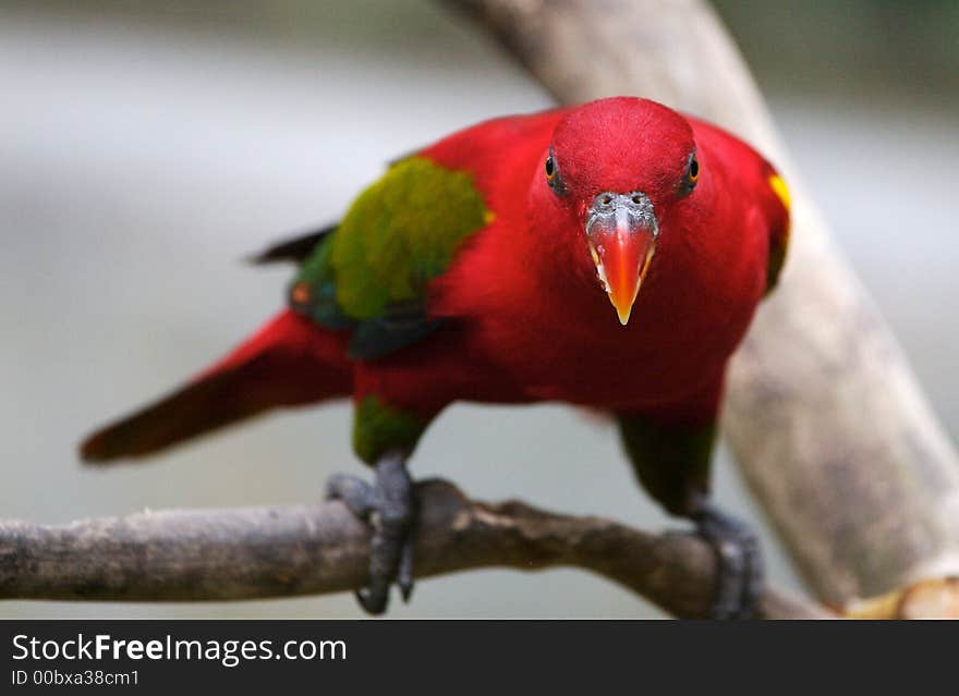 Focussing Parrot