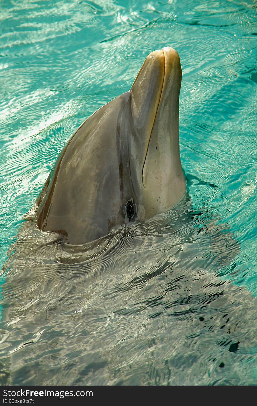 Dolphin mamal fish in a close-up portrait