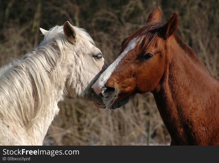 Horse lovers