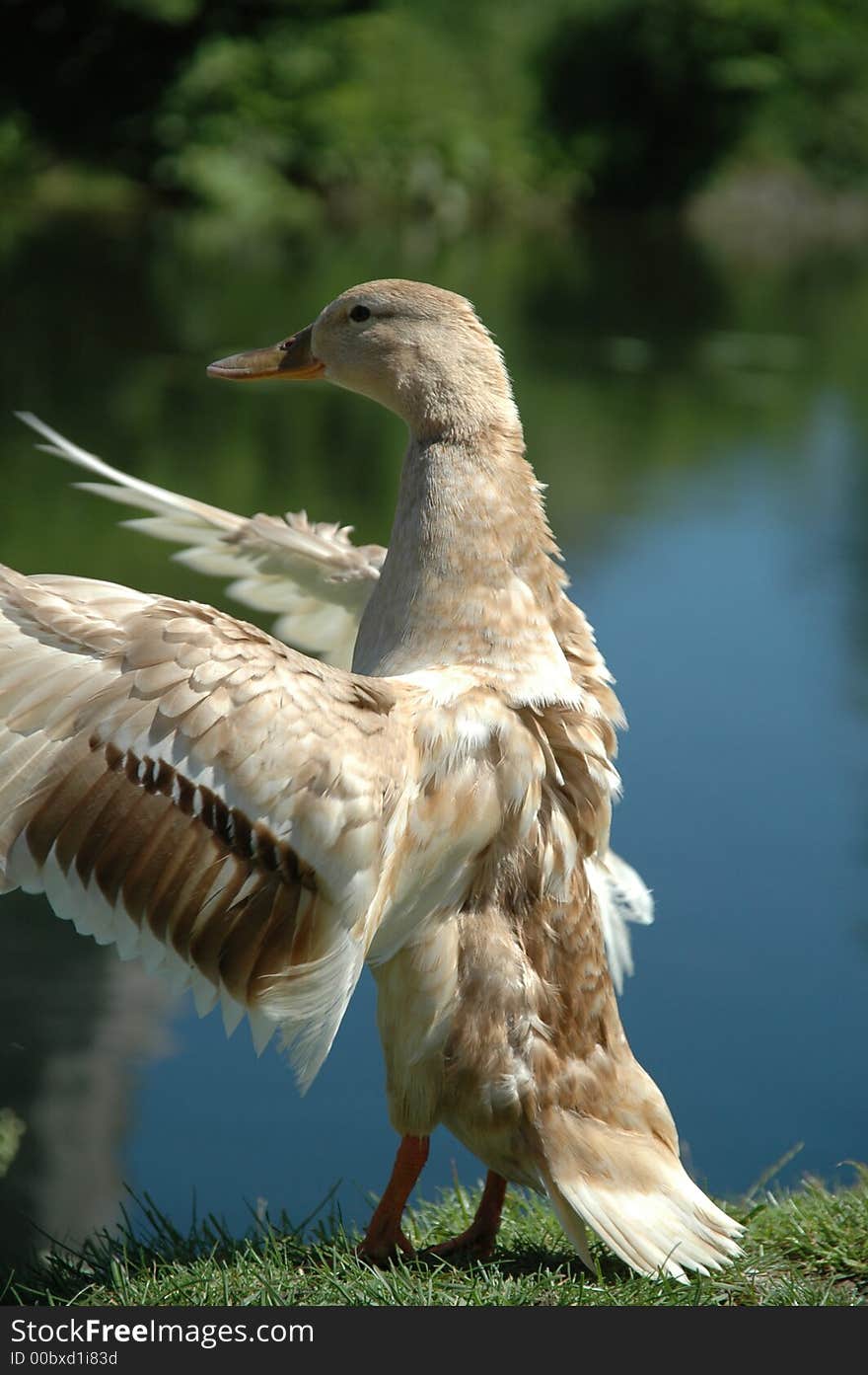 Sweet duck by lake