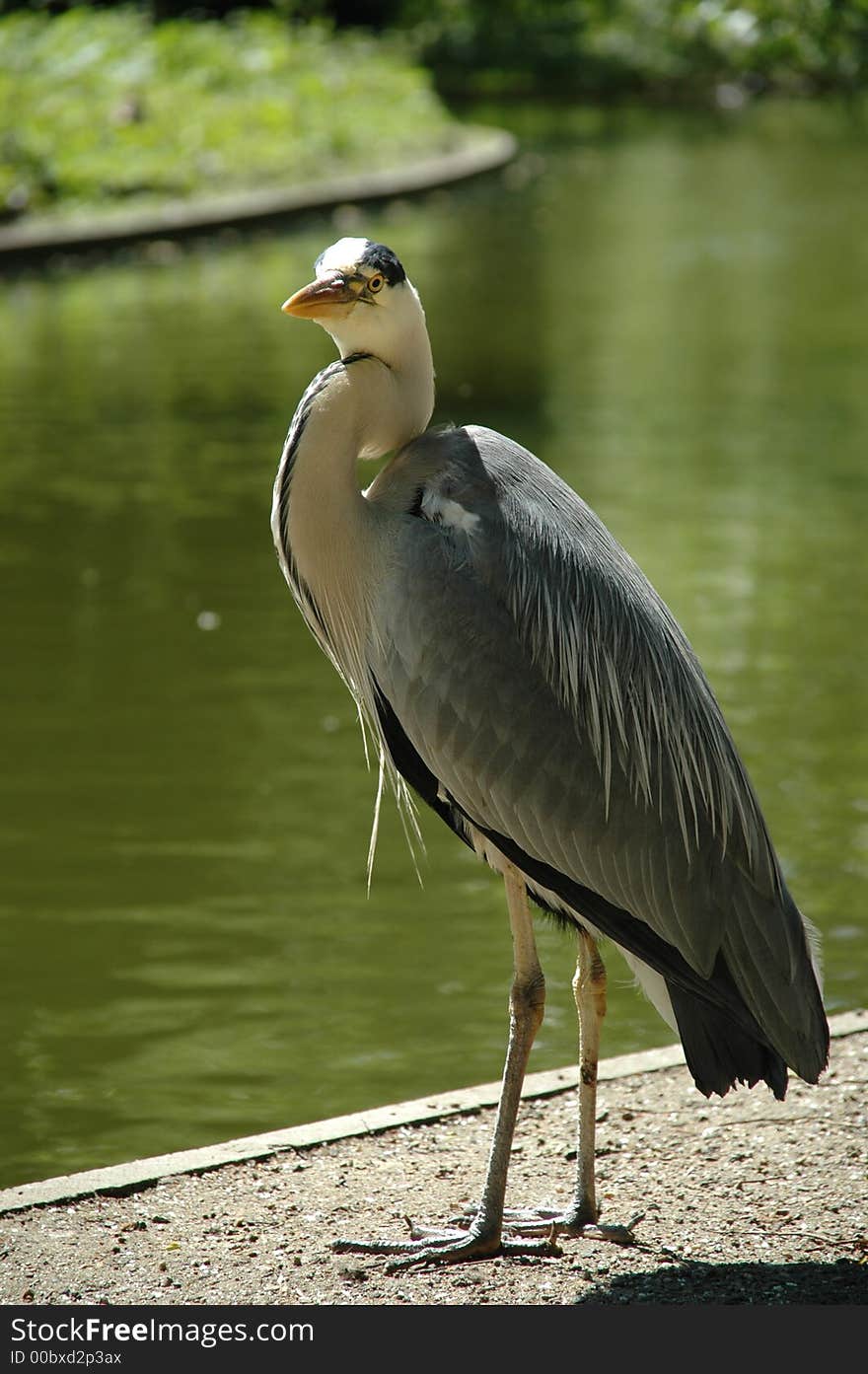 Heron