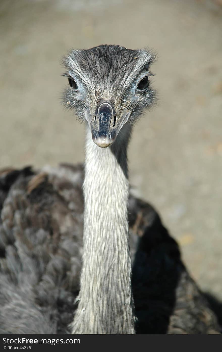 Emu