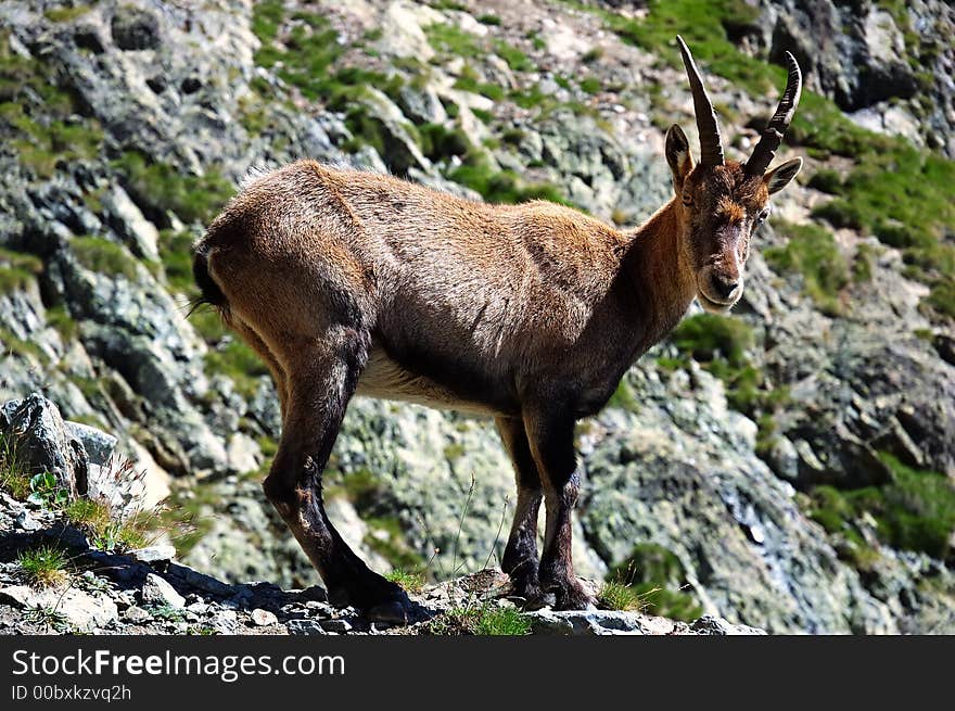 Alpine Ibex (Capra ibex), female, val Veny, West Alps, Italy. Alpine Ibex (Capra ibex), female, val Veny, West Alps, Italy