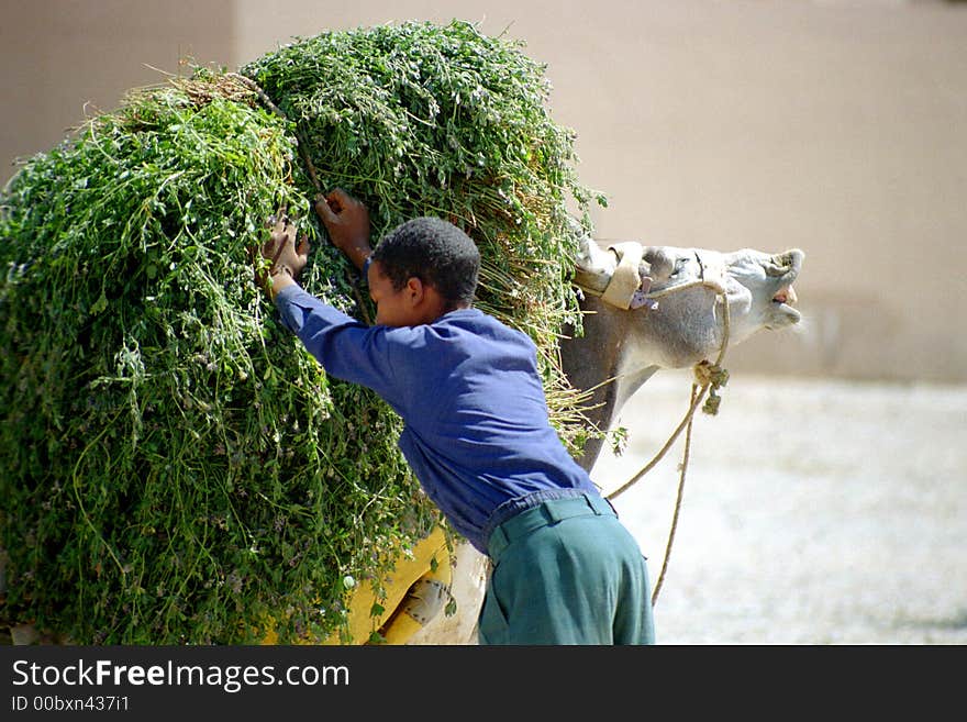 Lucerne in great demand on the Rissani market, Morocco. Lucerne in great demand on the Rissani market, Morocco