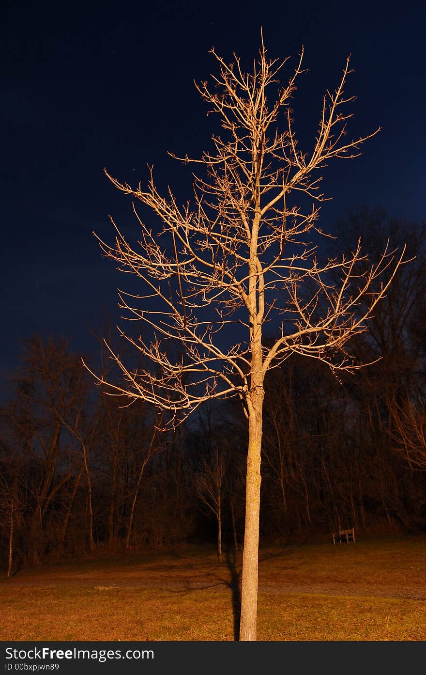 A night shot of a tree lit by a warm streetlight.