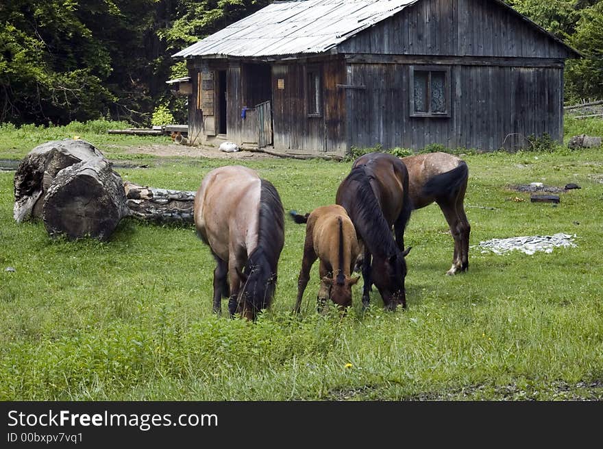 Nature, Lansdcape, Horse