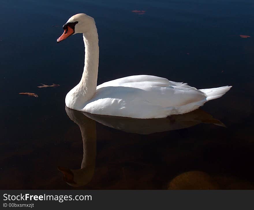 Beautiful swan in lake with reflection & leaves. Beautiful swan in lake with reflection & leaves.