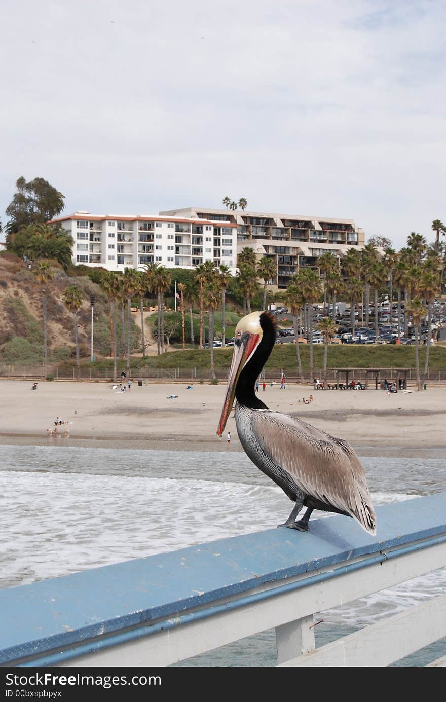 Pelican at the pier