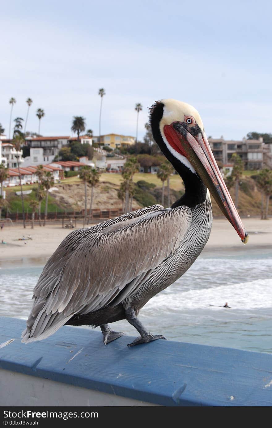 Pelican on blue rail