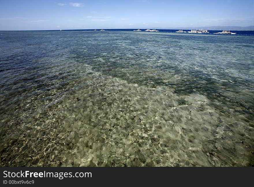 Growing corals.