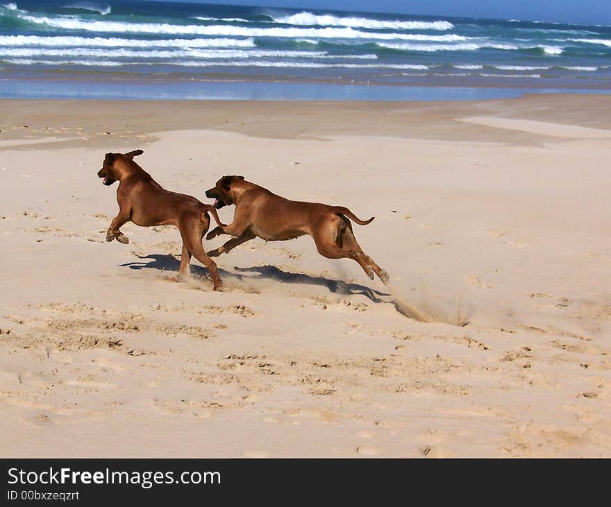 Two ridgebacks running and playing on the beach. Two ridgebacks running and playing on the beach