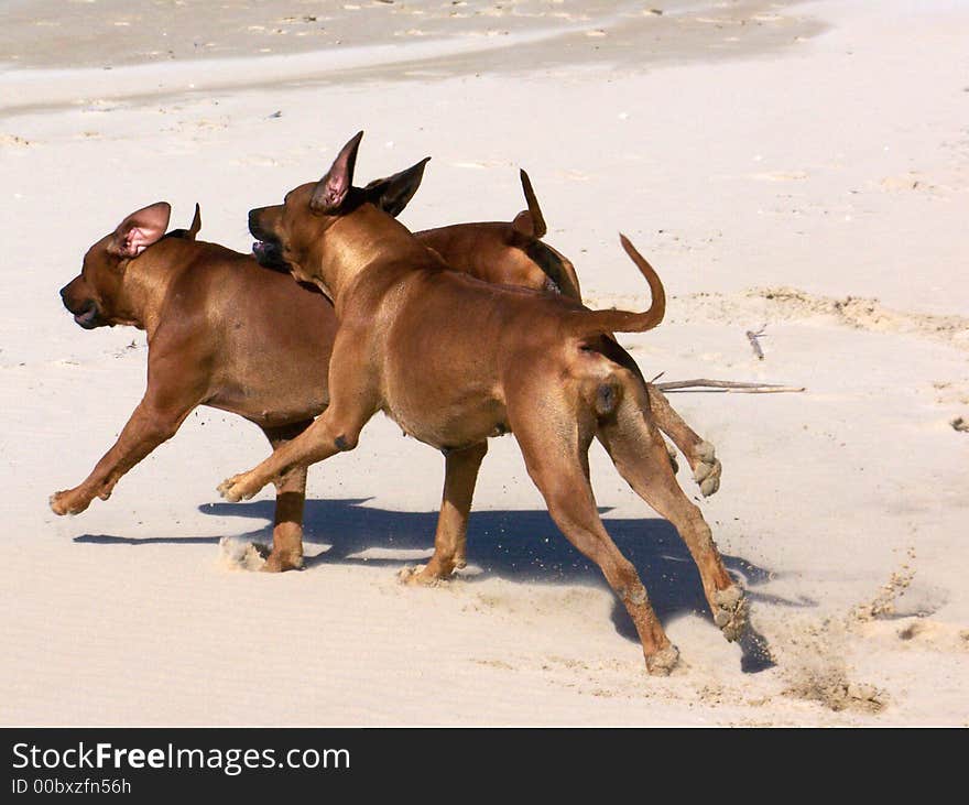 Two ridgebacks playing on the beach. Two ridgebacks playing on the beach