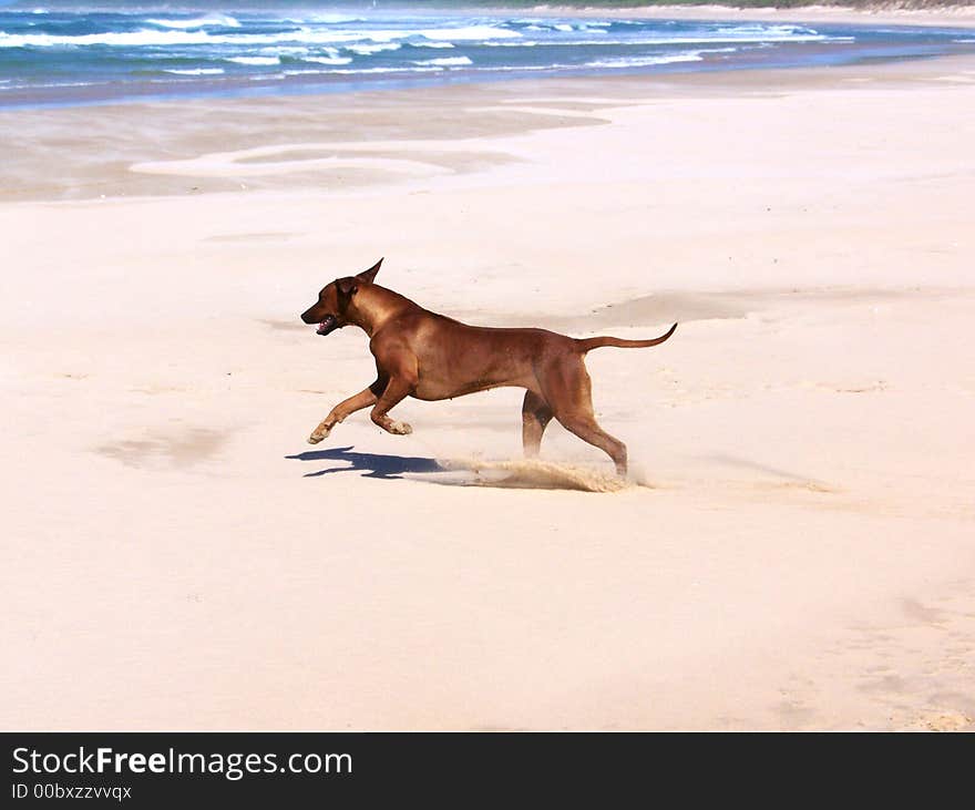 A ridgeback running on the sand. A ridgeback running on the sand