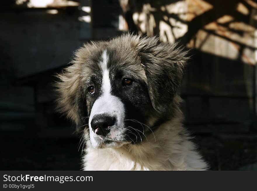 Portrait of worried young dog