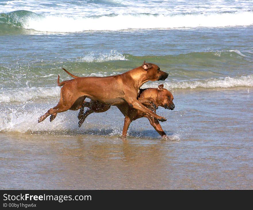 Ridgebacks playing on the beach