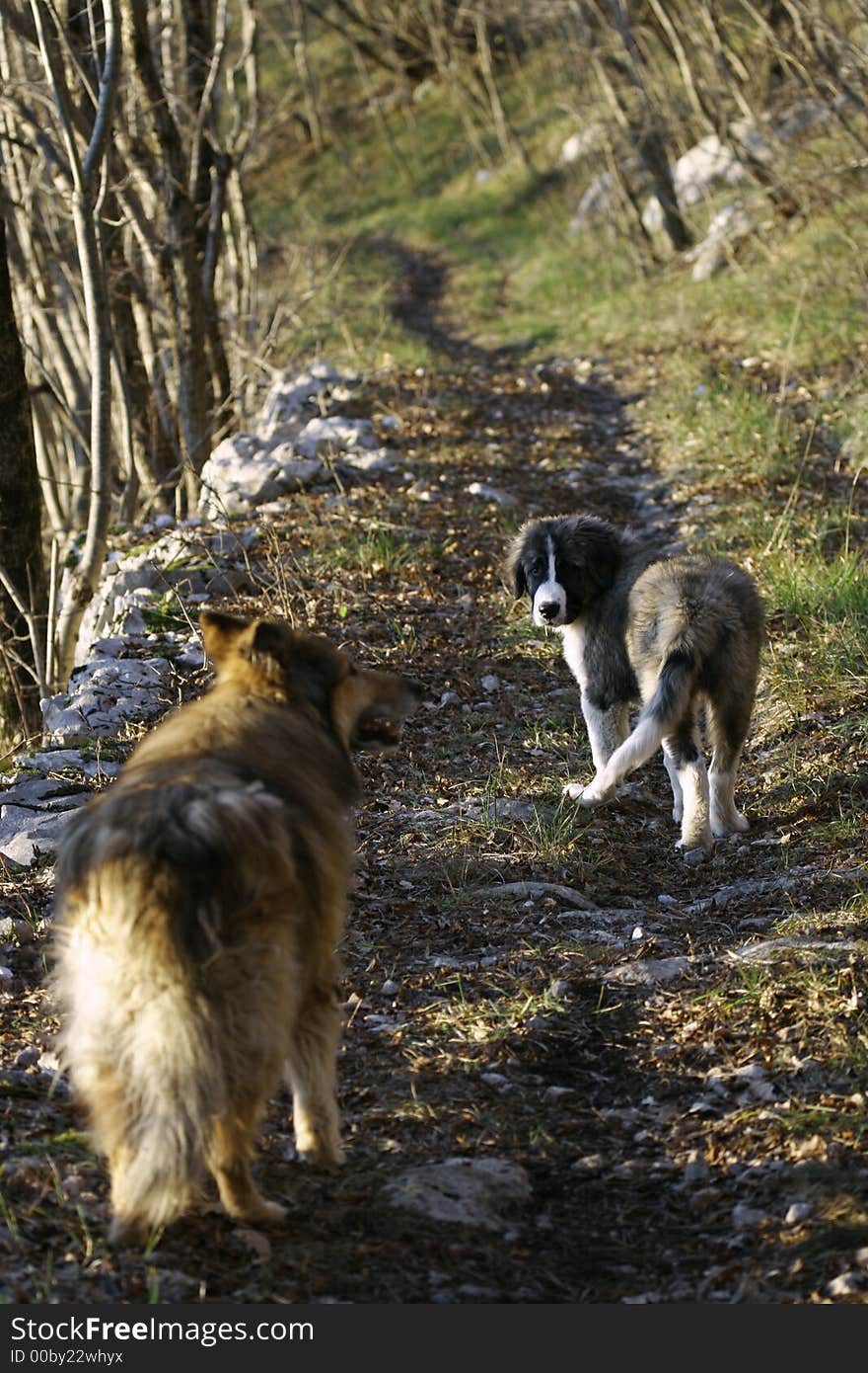 Two dogs