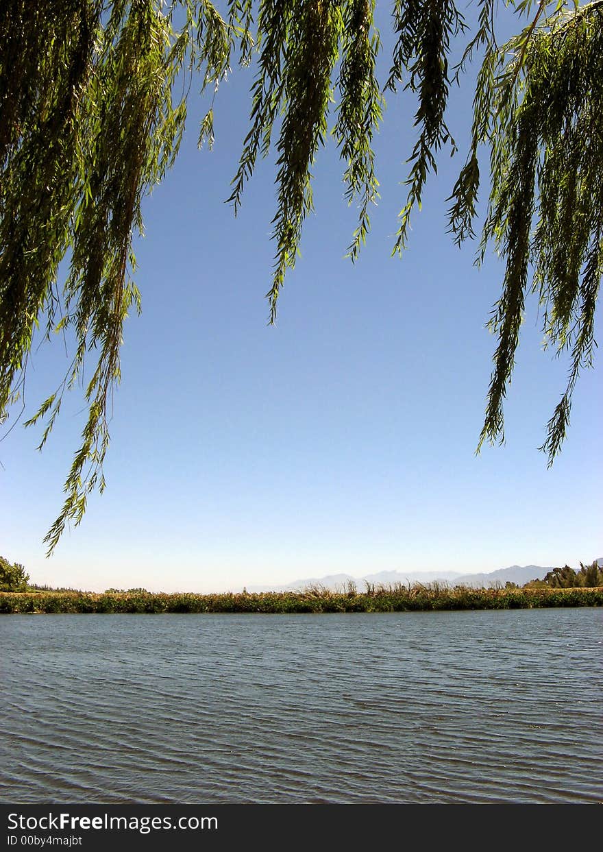 Portrait photo of weeping willow branches over a pond. Portrait photo of weeping willow branches over a pond.