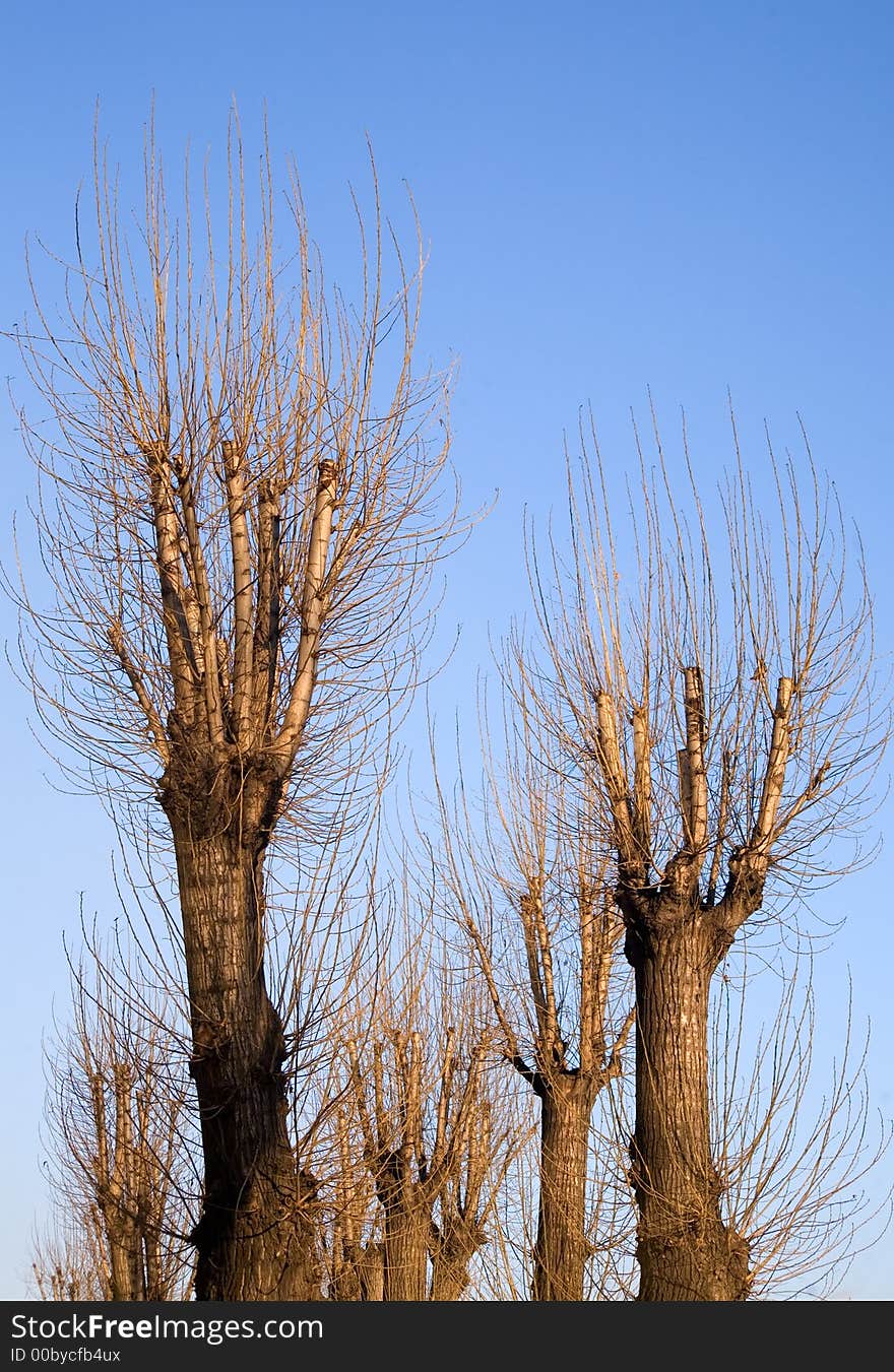 To Reach For The Sky