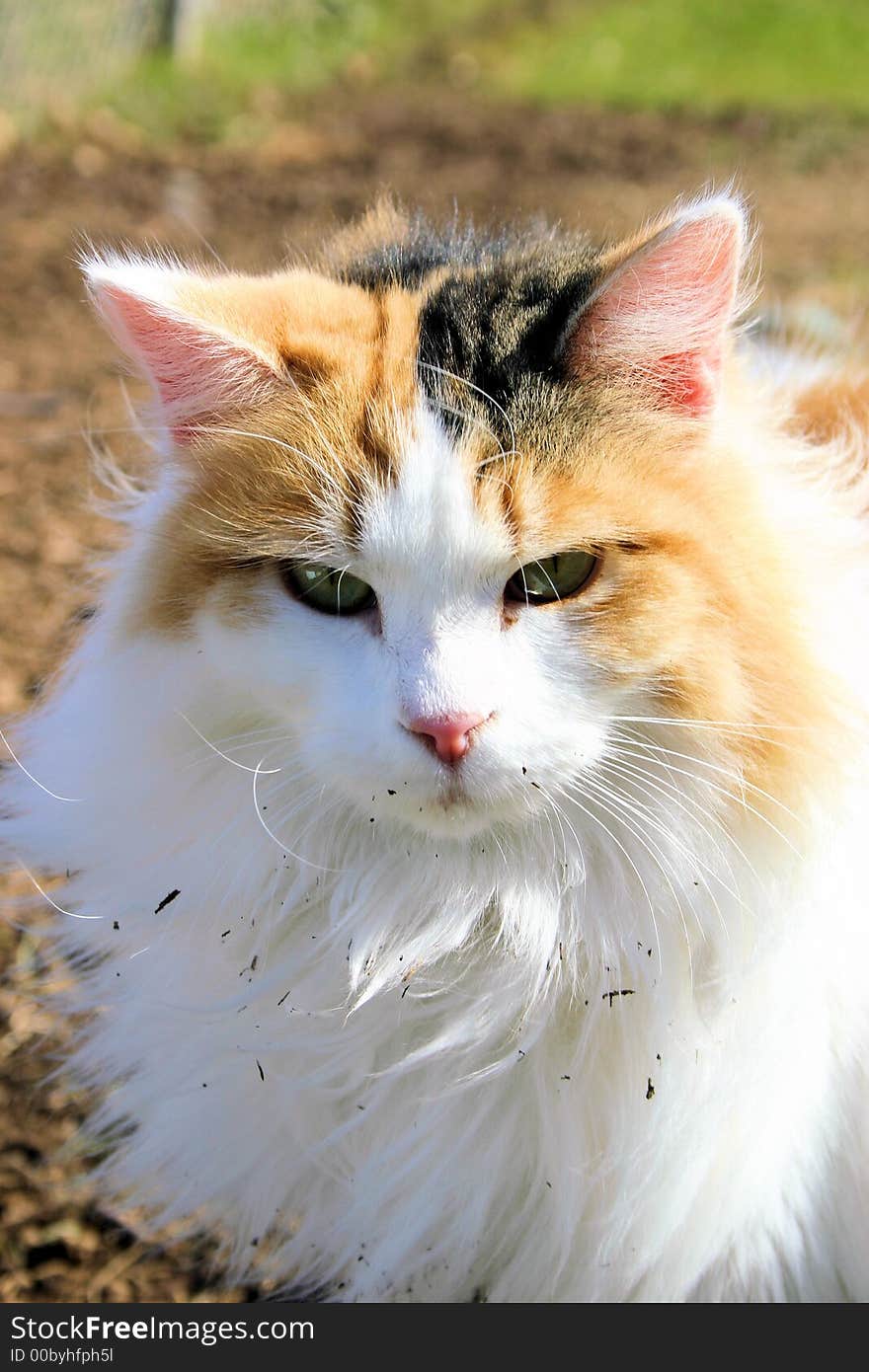 A long haired calico tortoise shell colored domestic cat. A long haired calico tortoise shell colored domestic cat.