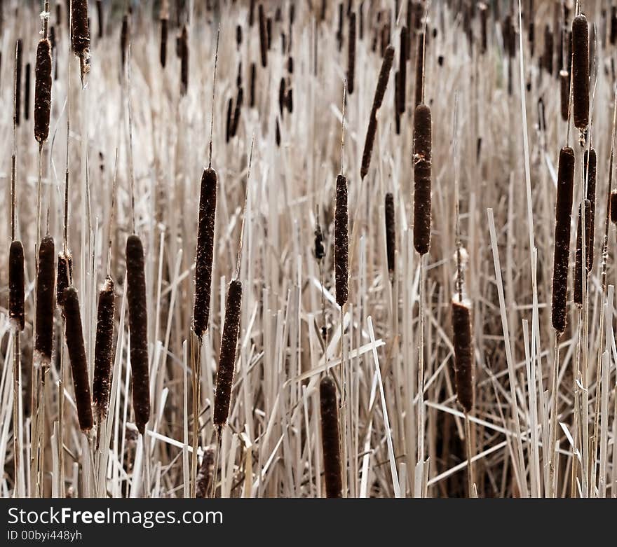 Cattail field