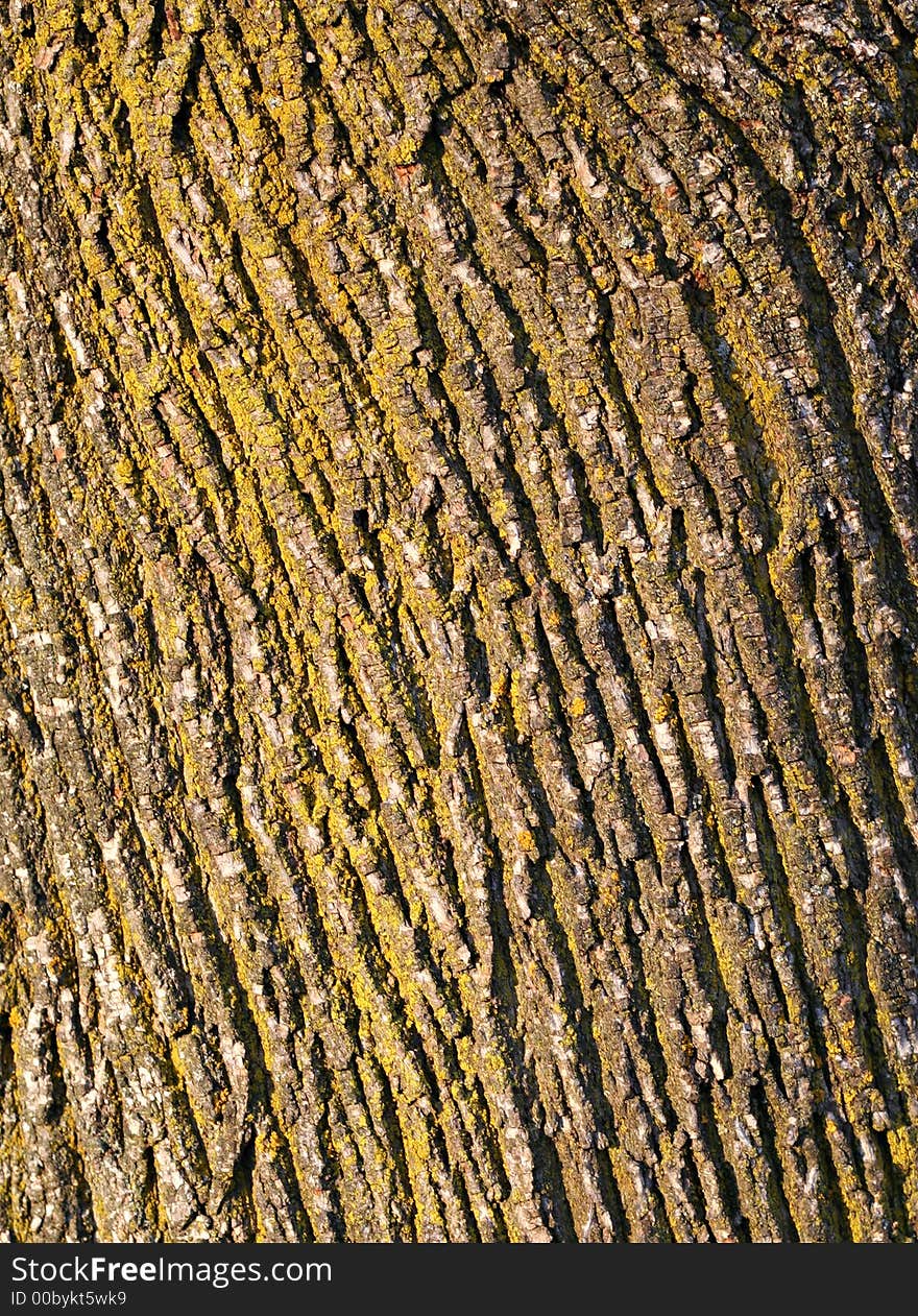 Tree bark background