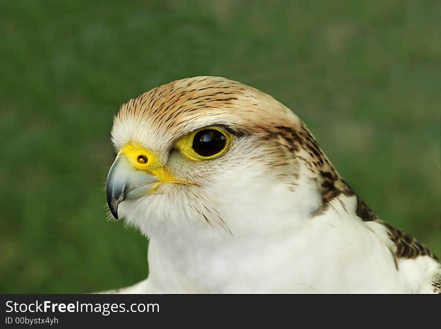 Portrait of a falcon bird of prey.