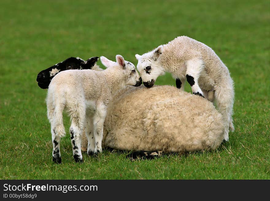 Female sheep sitting in a field in spring with her new born twin lambs climbing over her. Female sheep sitting in a field in spring with her new born twin lambs climbing over her.