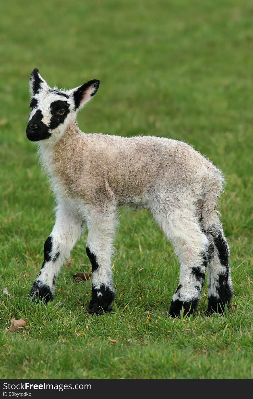 New born black and white speckled lamb standing alone in a field in spring. New born black and white speckled lamb standing alone in a field in spring.