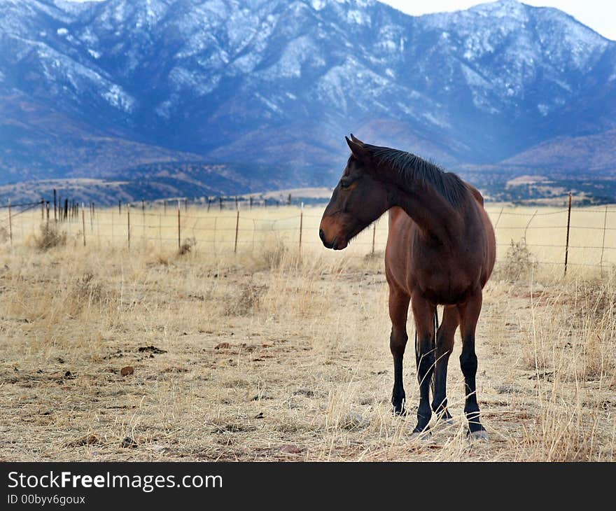 Looking Horse