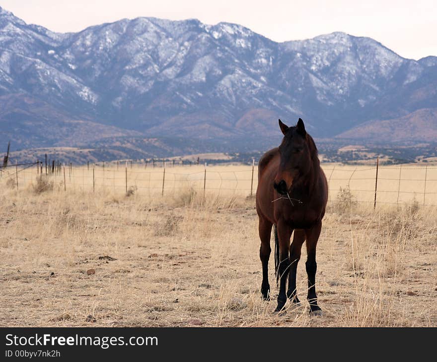 Grazing Horse