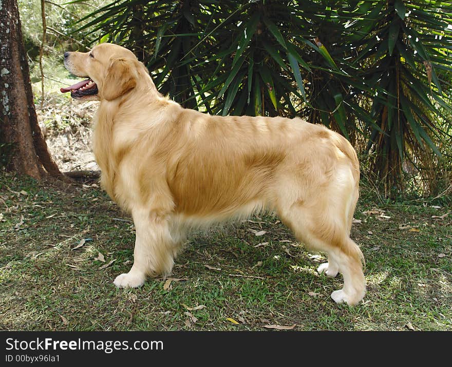 Golden retriever posing