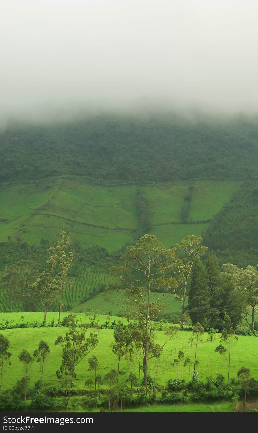 Summer landscape. Green meadow and white fog. Summer landscape. Green meadow and white fog.