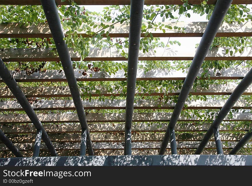 Vines on a frame