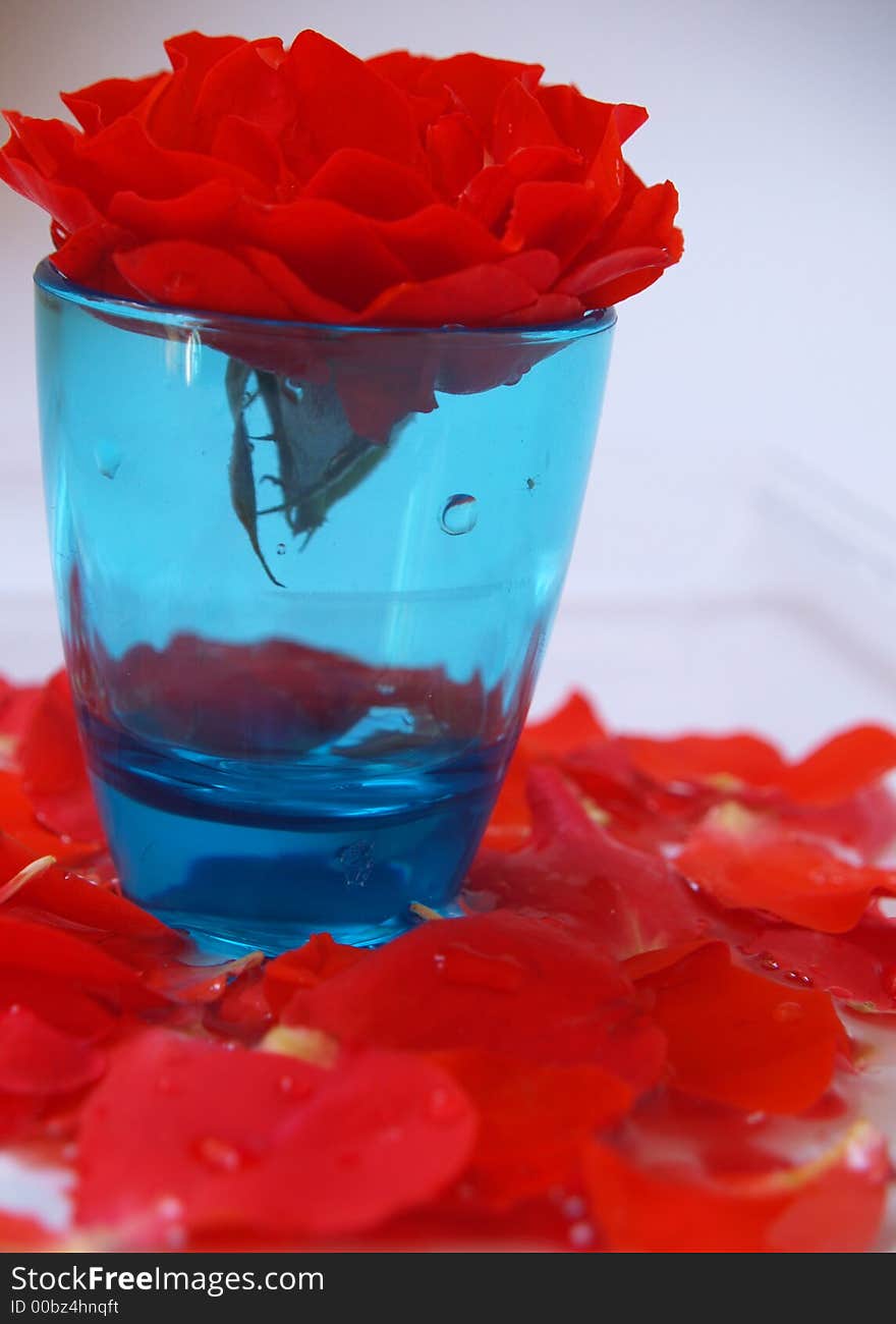 Red Rose bud with petals in water in a blue glass