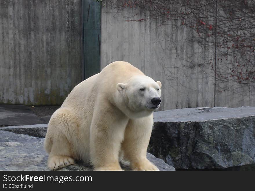 This shot was taken in a zoo in stutgard, when the white bear were resting