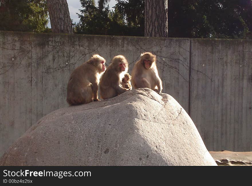 Three monkeys i found in a zoo in germany standing on a  rock. Three monkeys i found in a zoo in germany standing on a  rock