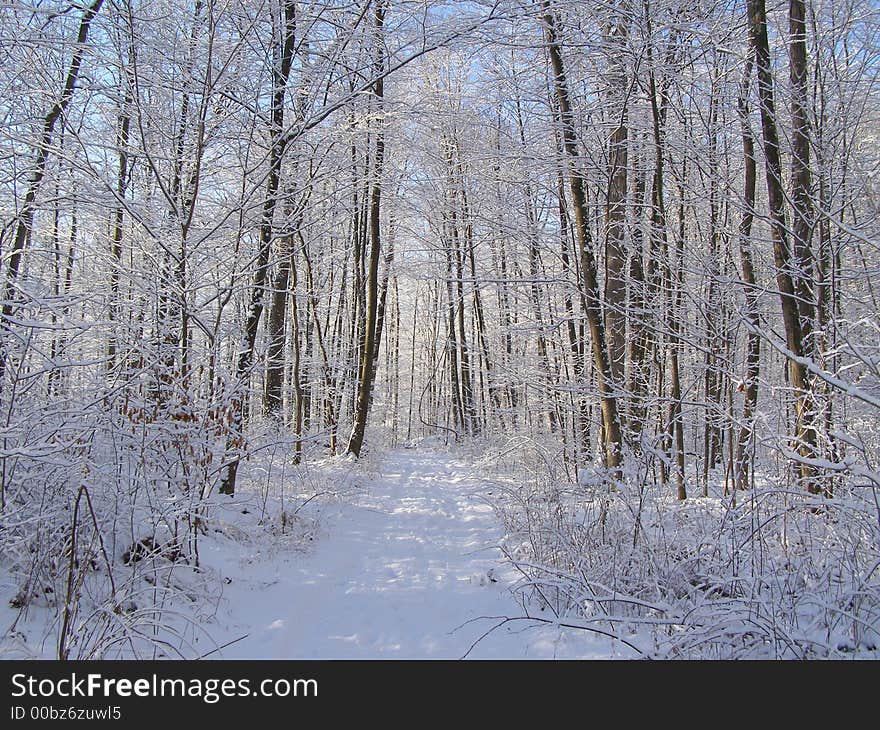 A snowy path through the forest in early morning. A snowy path through the forest in early morning