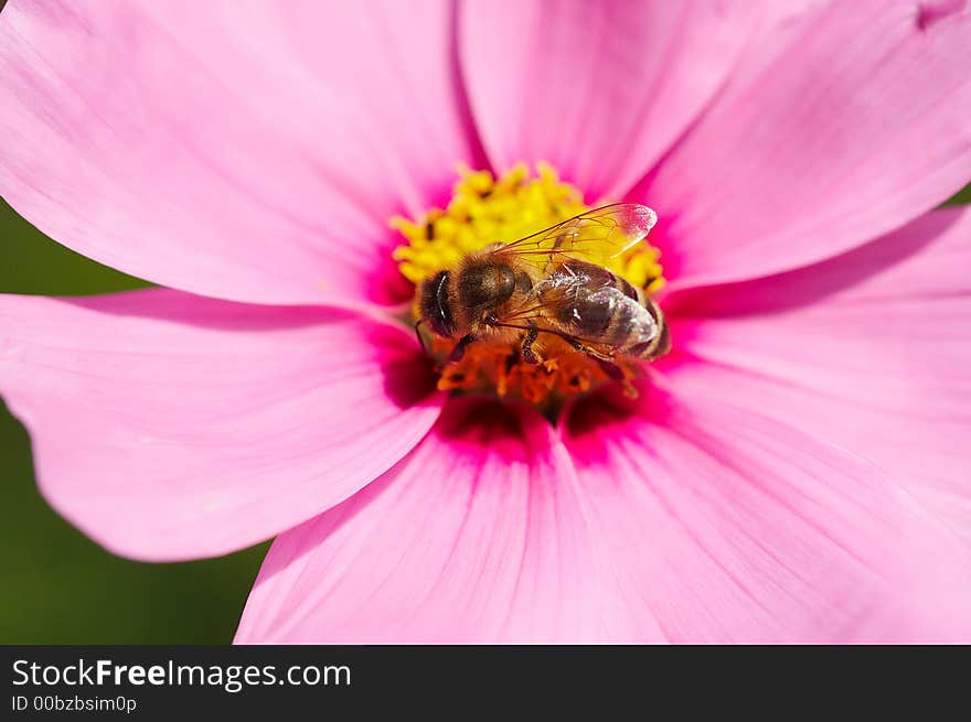 Bee on flower